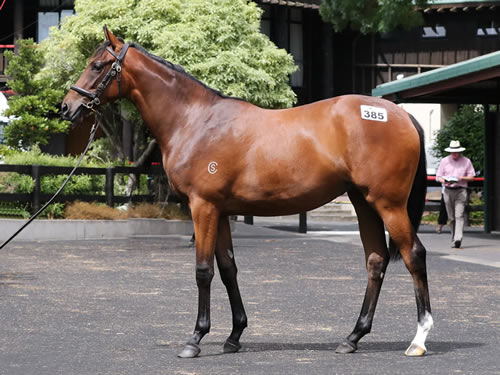 TAVISTOCK x SATIN SLIPPER FILLY..